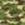 Camouflage